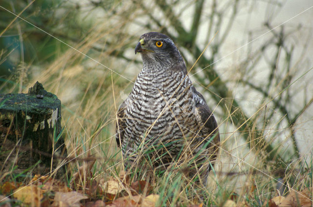 Havik (Accipiter gentilis)