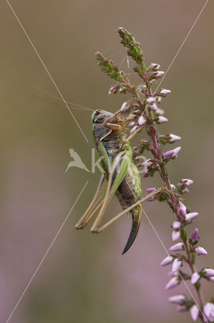 Heidesabelsprinkhaan (Metrioptera brachyptera)