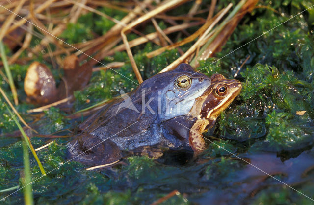 Heikikker (Rana arvalis)