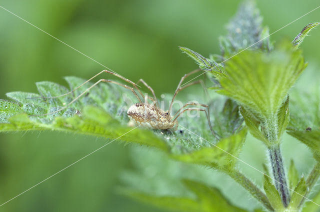 Herfsthangmatspin (Linyphia triangularis)