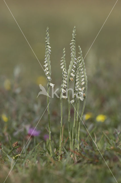 Autumn Lady’s-tresses (Spiranthes spiralis)