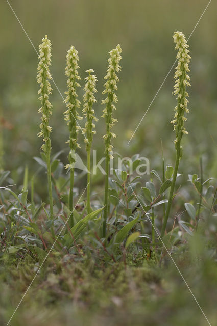 Musk Orchid (Herminium monorchis)