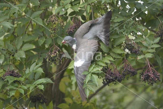 Houtduif (Columba palumbus)