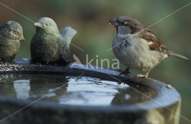 Huismus (Passer domesticus)