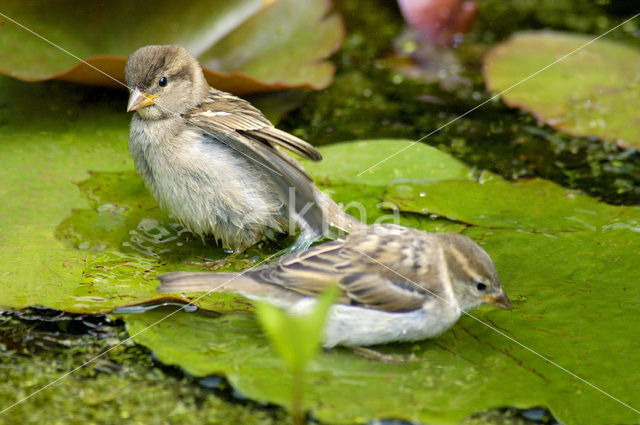 Huismus (Passer domesticus)