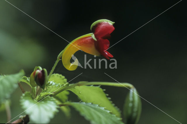 Impatiens kilimanjari