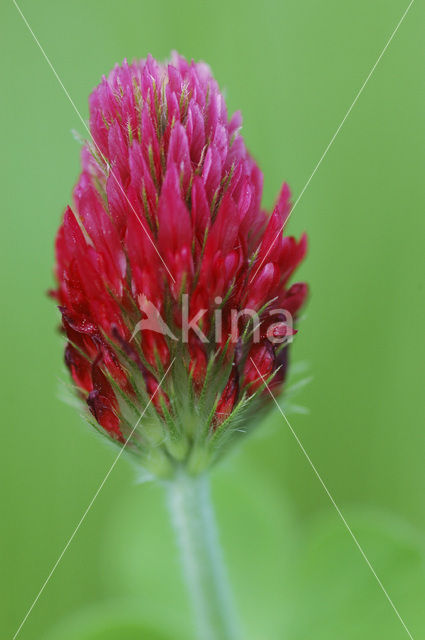 inkarnaatklaver (Trifolium incarnatum)