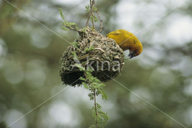 Jackson’s Wever (Ploceus jacksoni)