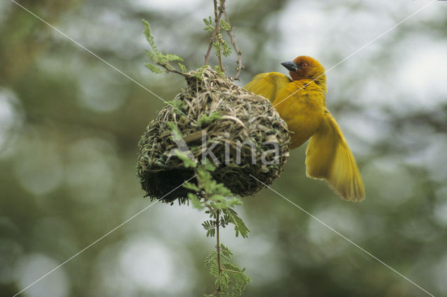 Jackson’s Wever (Ploceus jacksoni)