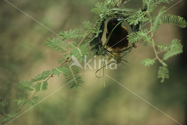 Jackson’s Wever (Ploceus jacksoni)