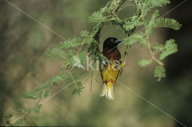 Jackson’s Wever (Ploceus jacksoni)