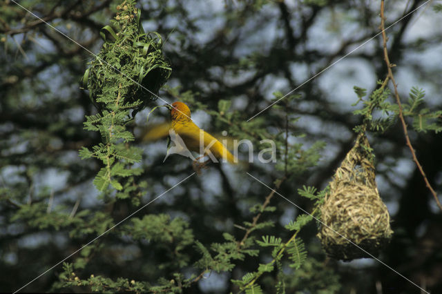 Jackson’s Wever (Ploceus jacksoni)