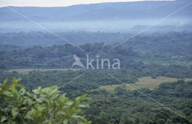 Kakamega Forest National Park