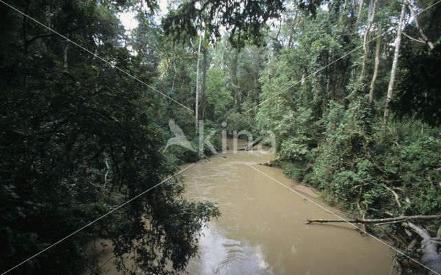 Kakamega Forest National Park