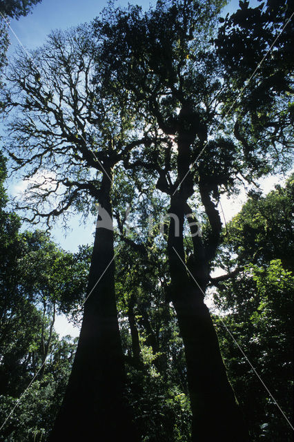 Kilimanjaro