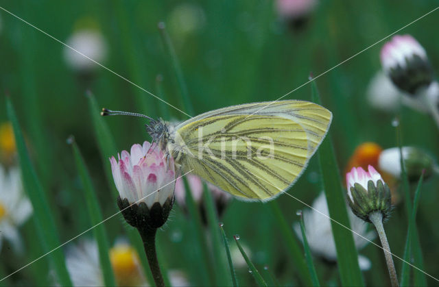 Klein geaderd witje (Pieris napi)