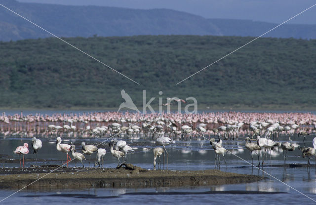 Kleine Flamingo (Phoeniconaias minor)