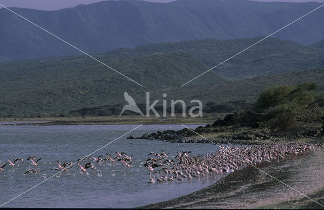 Kleine Flamingo (Phoeniconaias minor)