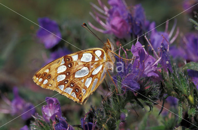 Kleine parelmoervlinder (Issoria lathonia)