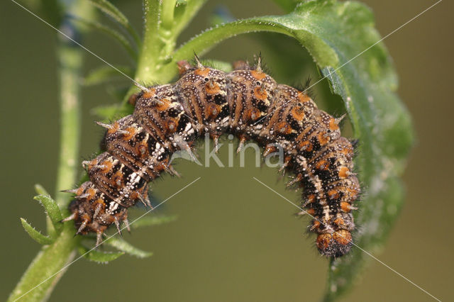 Kleine parelmoervlinder (Issoria lathonia)