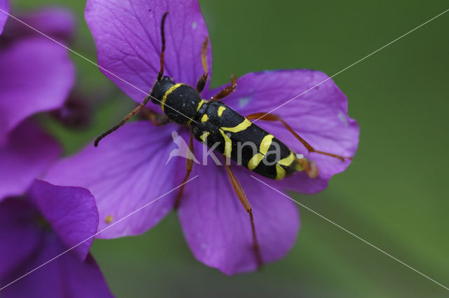 Kleine wespenbok (Clytus arietis)