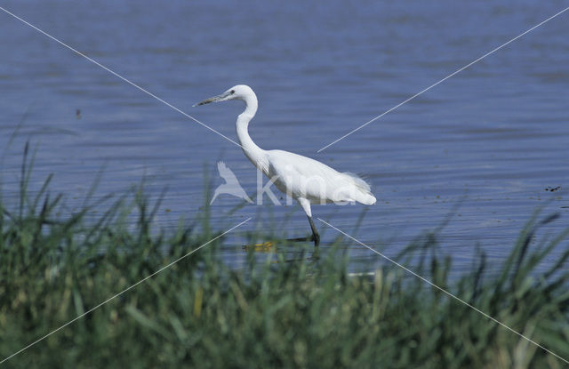 Kleine Zilverreiger (Egretta garzetta)