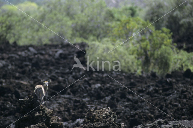 Klipspringer (Oreotragus oreotragus)