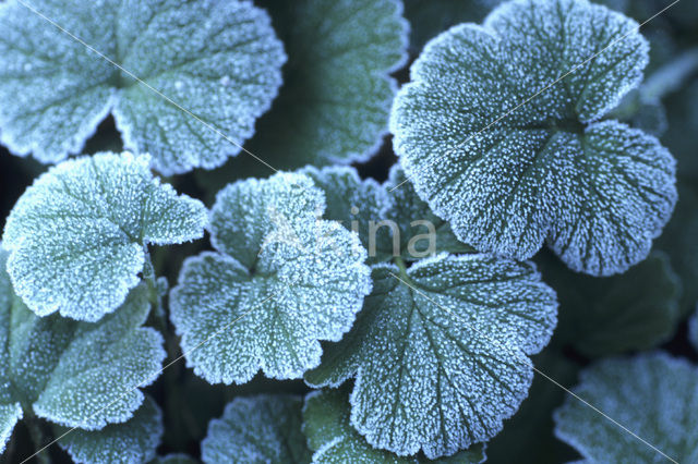 Knikkend nagelkruid (Geum rivale)