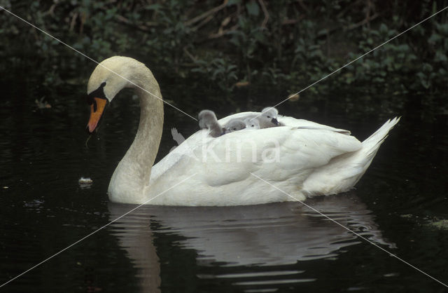 Knobbelzwaan (Cygnus olor)