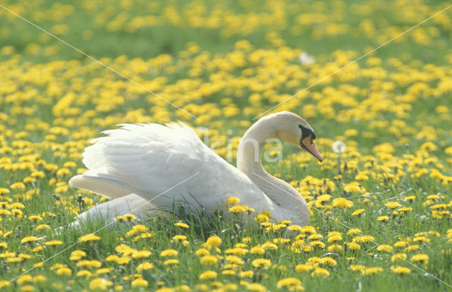 Knobbelzwaan (Cygnus olor)