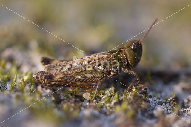 Knopsprietje (Myrmeleotettix maculatus)