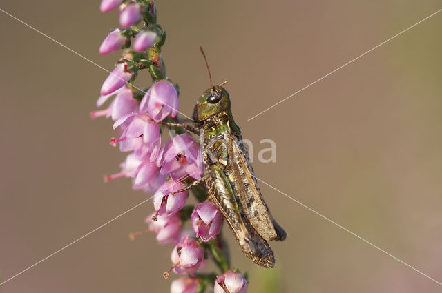 Knopsprietje (Myrmeleotettix maculatus)