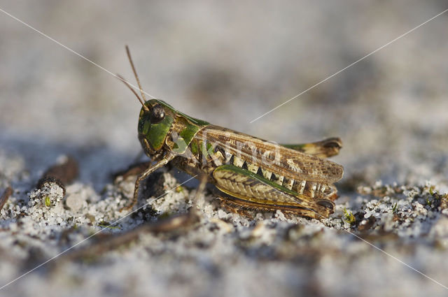 Knopsprietje (Myrmeleotettix maculatus)