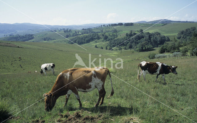 Koe (Bos domesticus)