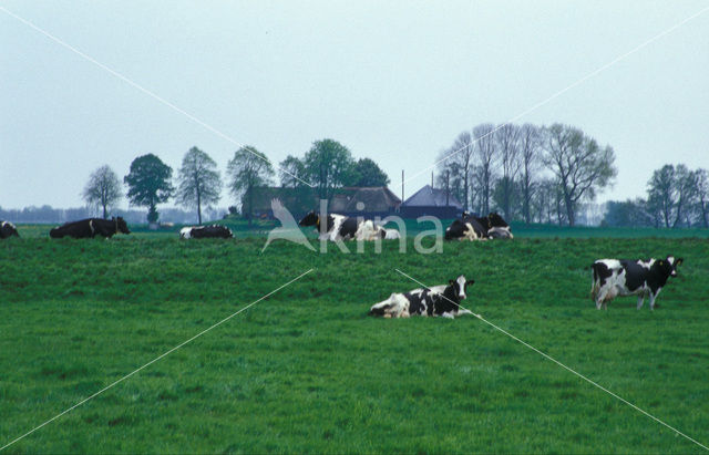 Koe (Bos domesticus)