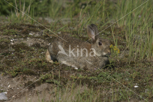 Konijn (Oryctolagus cuniculus)