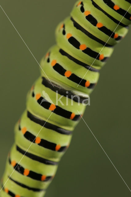 Koninginnepage (Papilio machaon)