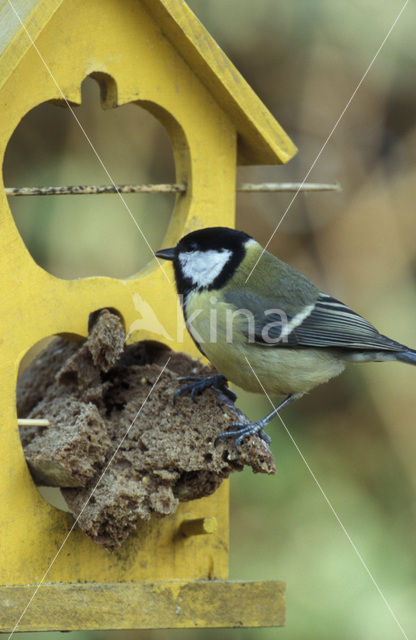 Koolmees (Parus major)