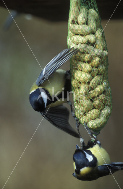 Koolmees (Parus major)