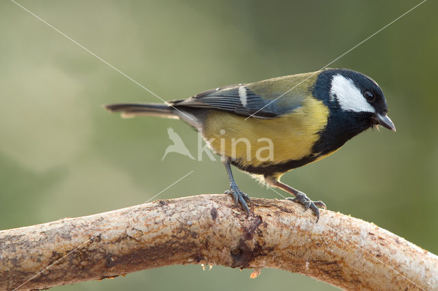 Koolmees (Parus major)