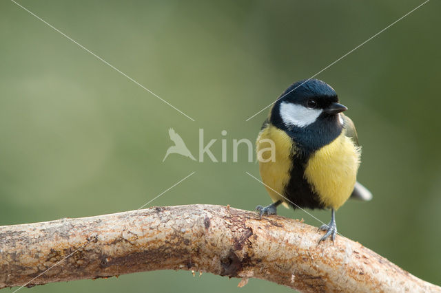 Koolmees (Parus major)