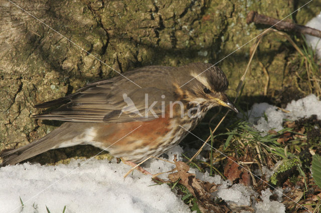 Koperwiek (Turdus iliacus)