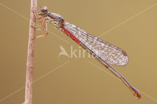 Koraaljuffer (Ceriagrion tenellum)