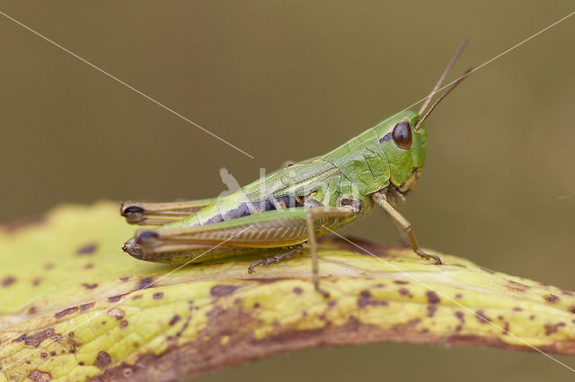 Krasser (Chorthippus parallelus)