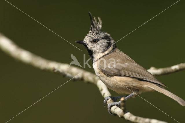 Kuifmees (Parus cristatus)