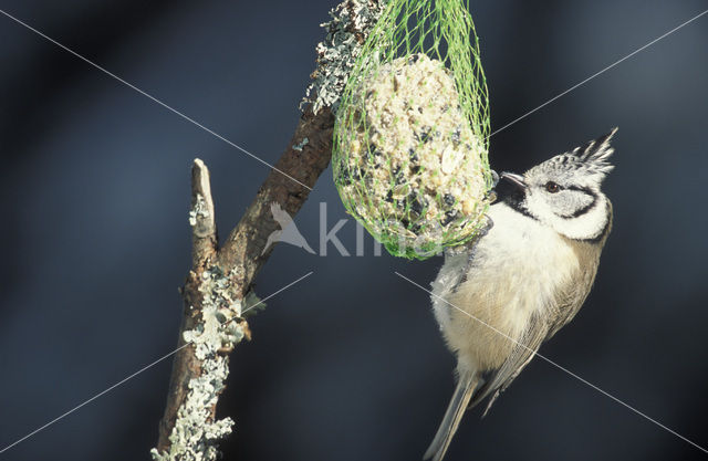 Kuifmees (Parus cristatus)