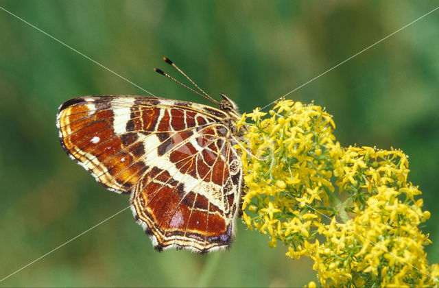 Landkaartje (Araschnia levana)