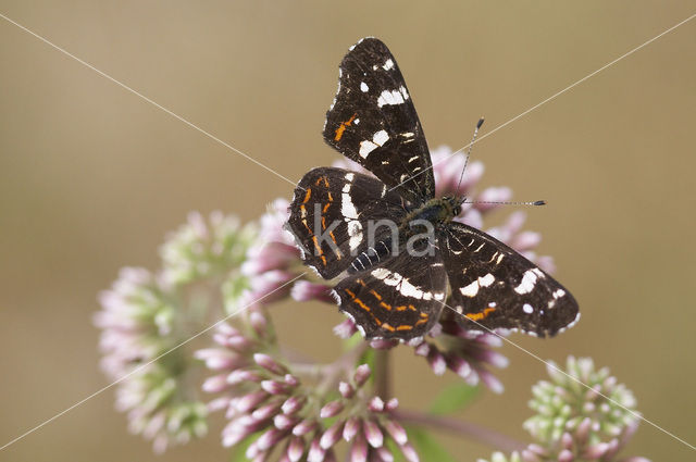 Landkaartje (Araschnia levana)