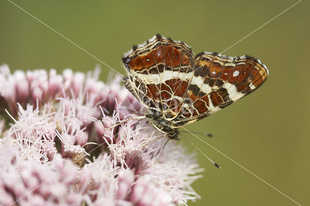 Landkaartje (Araschnia levana)