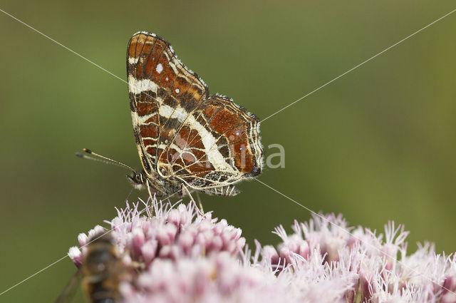 Landkaartje (Araschnia levana)